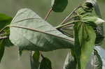 Swamp rosemallow